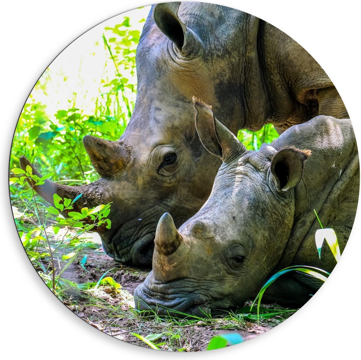 Dibond Wandcirkel - Moeder met Baby Neushoorn in de Natuur - 80x80cm Foto op Aluminium Wandcirkel (met ophangsysteem)