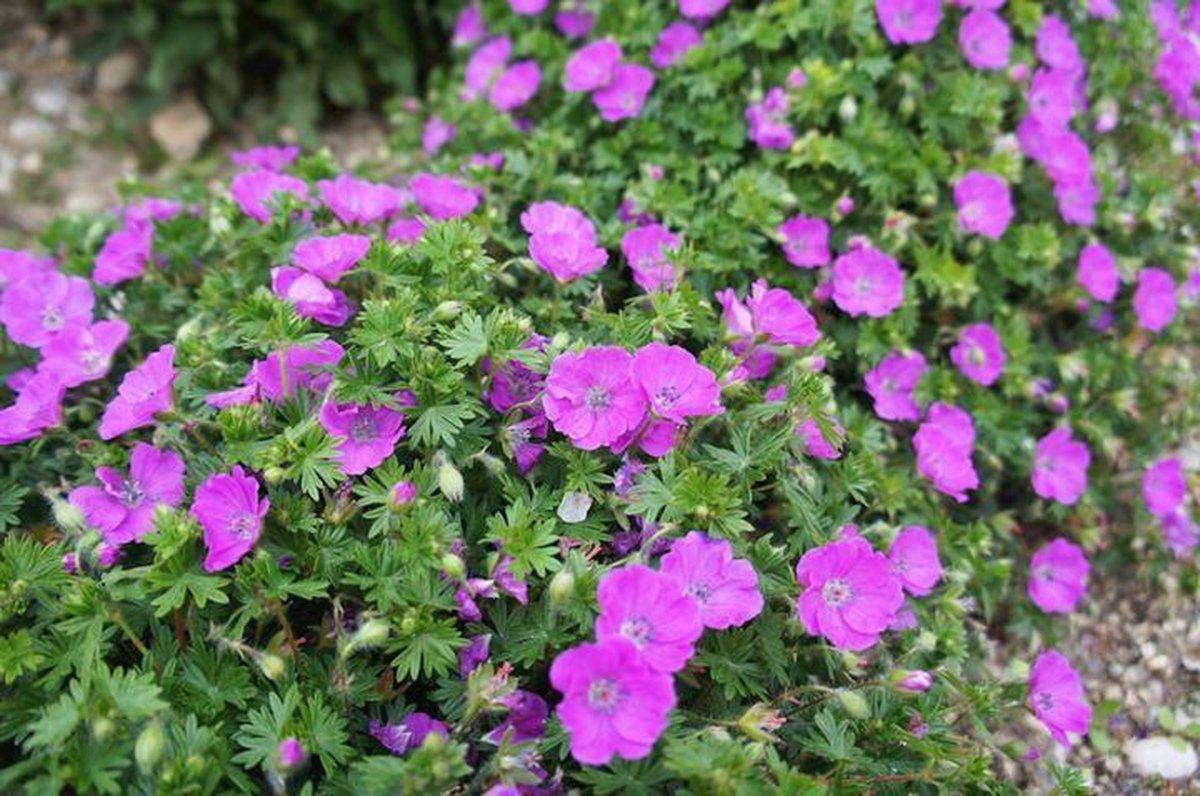 6x Ooievaarsbek (Geranium sanguineum) - P9 pot (9x9)