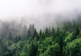 Papier peint non tissé peint intissé Forêt dans la brume XXL – fotobehang – 368 x 254 cm – Vert