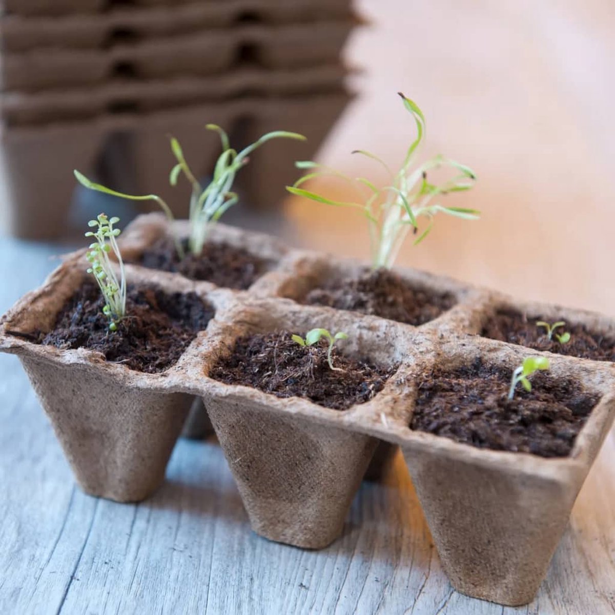 Interieur Van Een Kas Voor Het Kweken Van Bloemen En Planten, Beschermd