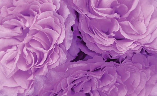 Papier peint photo Polaire | Fleur | Violet | 368x254cm (lxh)