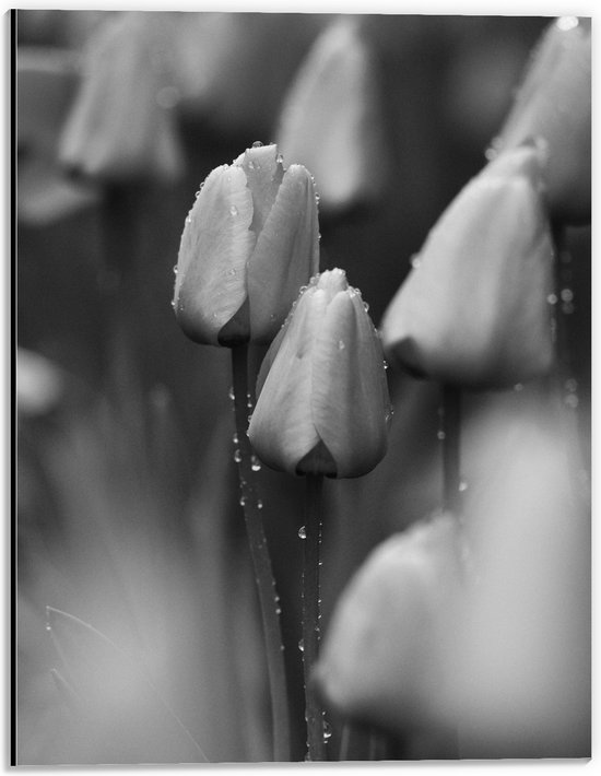 Dibond - Bloemen - Natuur - Tulpen - Druppels - Zwart - Wit - 30x40 cm Foto op Aluminium (Met Ophangsysteem)
