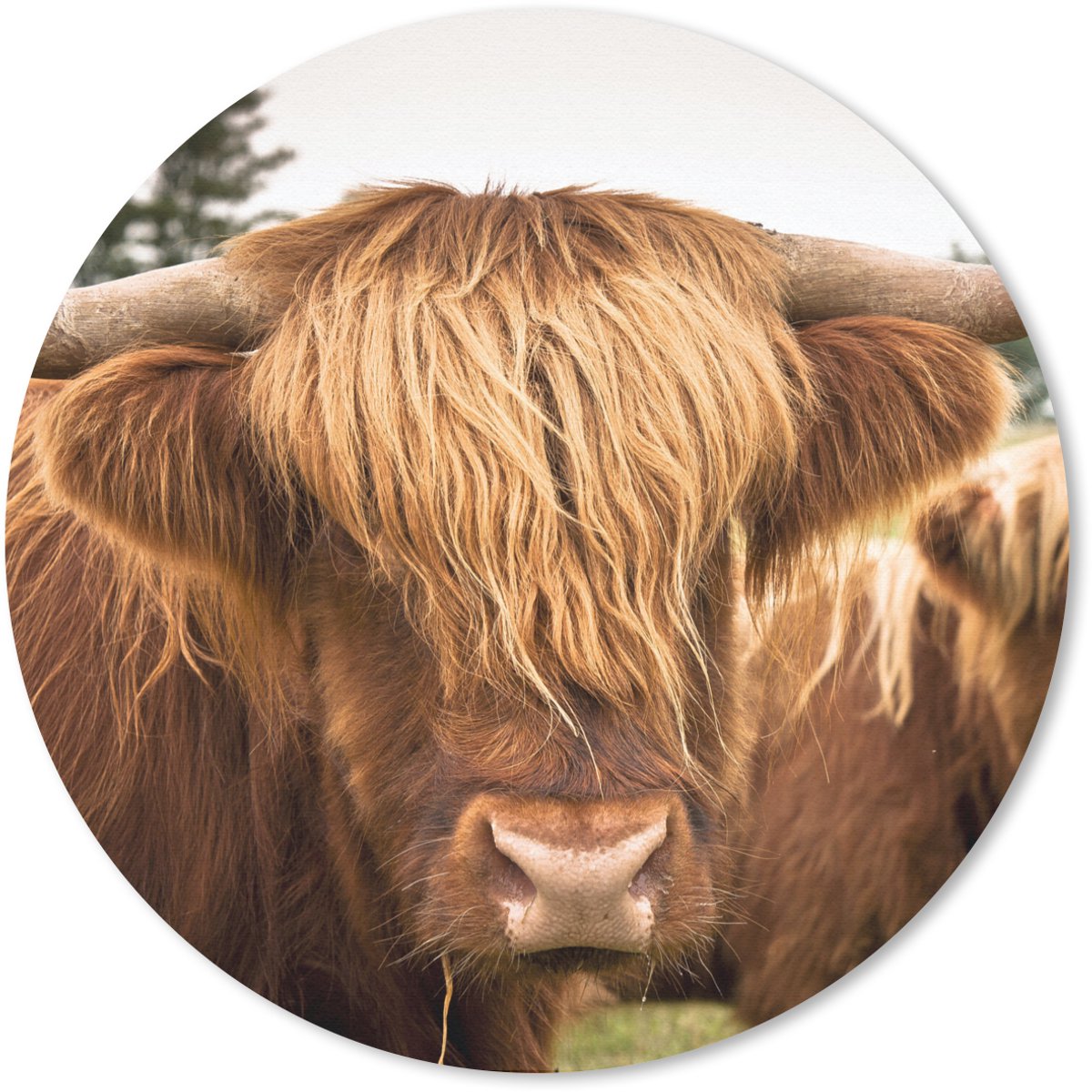 Muismat rond 20x20 cm - Mousepad Schotse Hooglanders - Bruin - Gras - Ronde muismatten