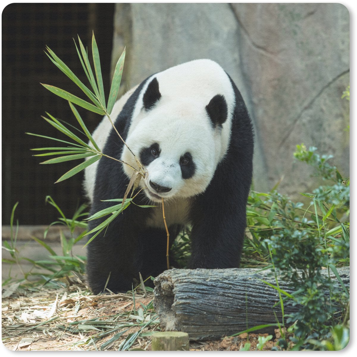 Muismat 30x30 cm - Mousepad Panda - Boomstam - Grot - Muismatten