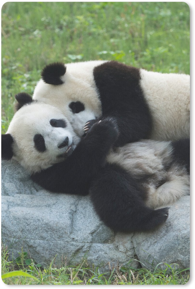 Muismat 18x27 cm - Mousepad Pandas - Gras - Steen - Muismatten
