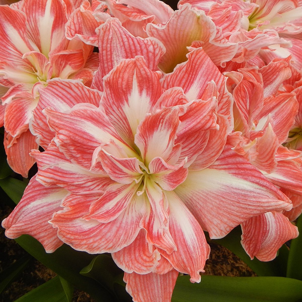 Productfoto van amaryllis Pretty Nymph met rood-witte bloemen, als bloembol van QFB Gardening