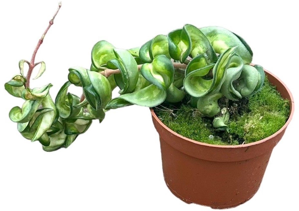 Hoya Compacta Mauna Loa Kamerplant Potmaat Ø10,5 cm |Vers Van De Kweker