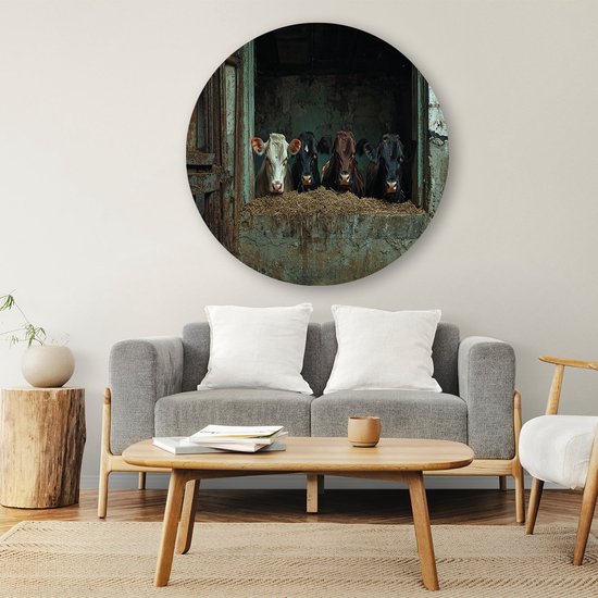 Vier nieuwsgierige koeien in stal - Koeien muurcirkels - Wandpaneel dieren - Realistische kunst - Unieke Forex muurcirkels - Woonkamer wandkunst - muurcirkel forex 80x80 cm