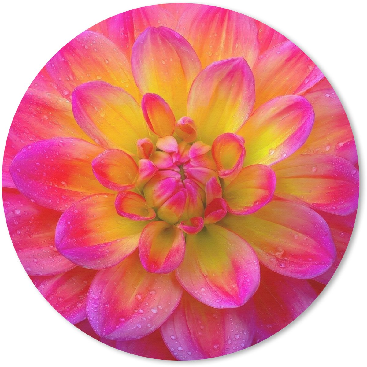 Muismat rond 50x50 cm - Mousepad Roze - Dahlia - Kleurrijk - Ronde muismatten
