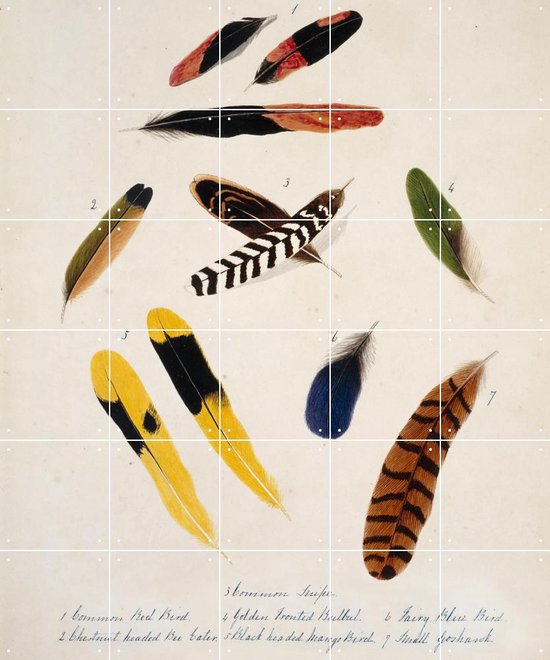 IXXI Collection of birds feathers - Margaret Bushby Lascelles Cockburn - Wanddecoratie