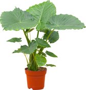 PLNTS - Alocasia Gageana (Olifantsoor) - Kamerplant - Kweekpot 21 cm - Hoogte 70 cm
