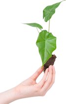PLNTS - Baby Alocasia Portodora (Olifantsoor) - Kamerplant - Stekplantje 2 cm - Hoogte 20 cm