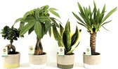 Amazone Mix in Stone Leaf ↨ 35cm - 4 stuks - hoge kwaliteit planten