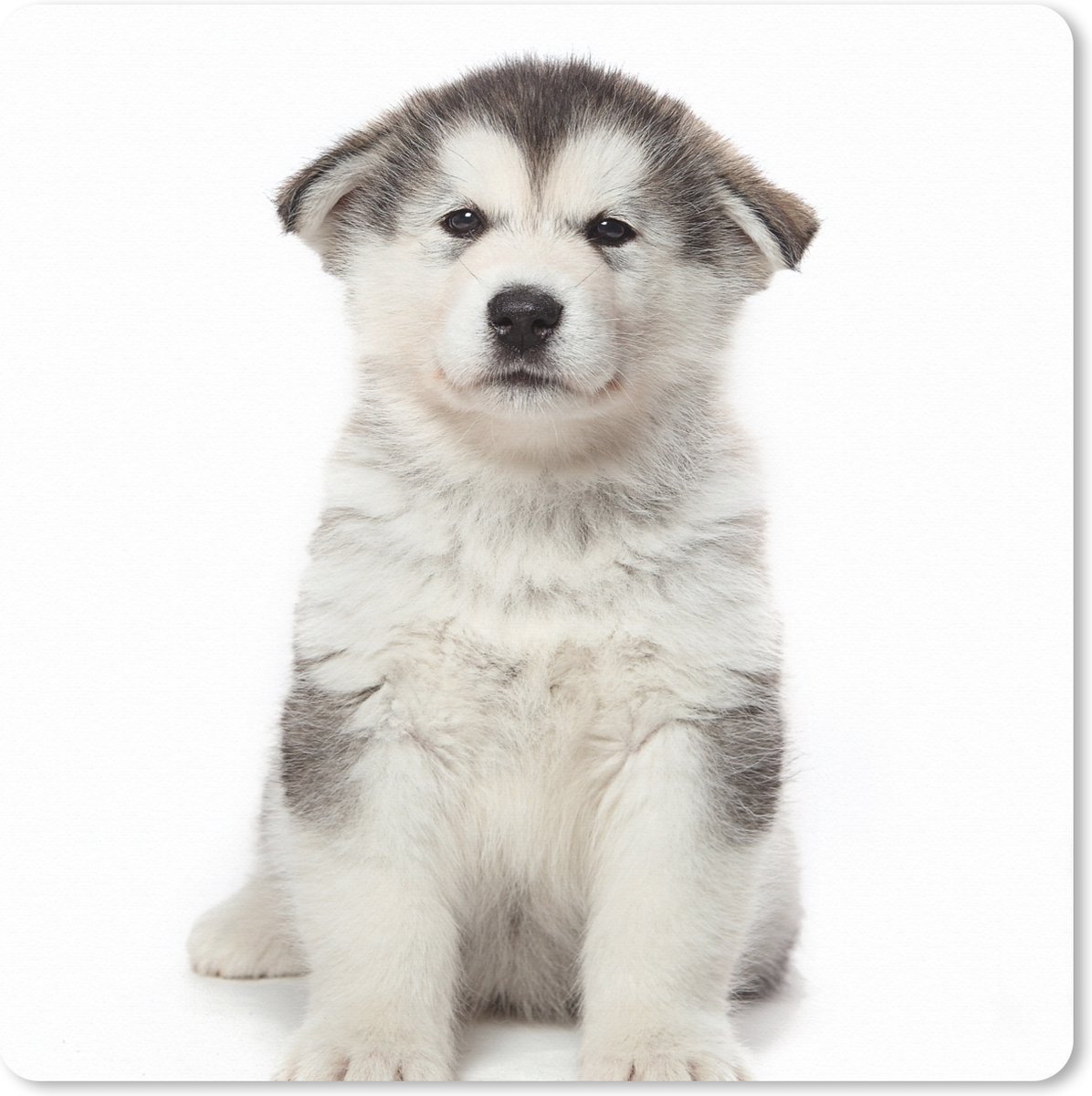 Muismat XXL 60x60 cm - Bureau onderlegger - Bureau mat Husky puppy op witte achtergrond - Bureaumat - Gaming mousepad xl - Bureaulegger groot - Computer deskmat