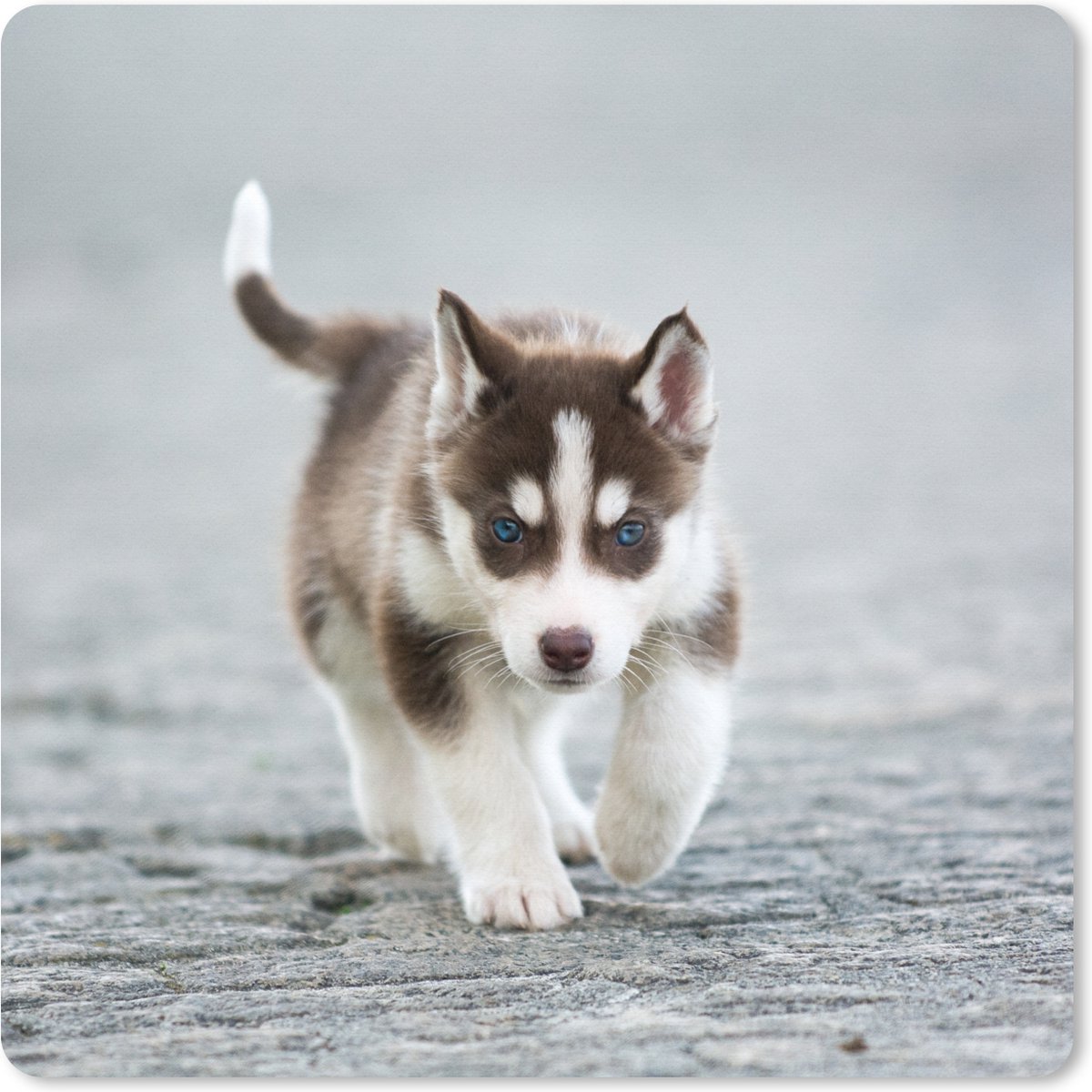 Muismat XXL 60x60 cm - Bureau onderlegger - Bureau mat Husky puppy rent over straat - Bureaumat - Gaming mousepad xl - Bureaulegger groot - Computer deskmat
