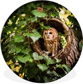 Un hibou fauve dans un tronc d'arbre Assiette en plastique cercle mural ⌀ 90 cm - impression photo sur cercle mural / cercle vivant (décoration murale)