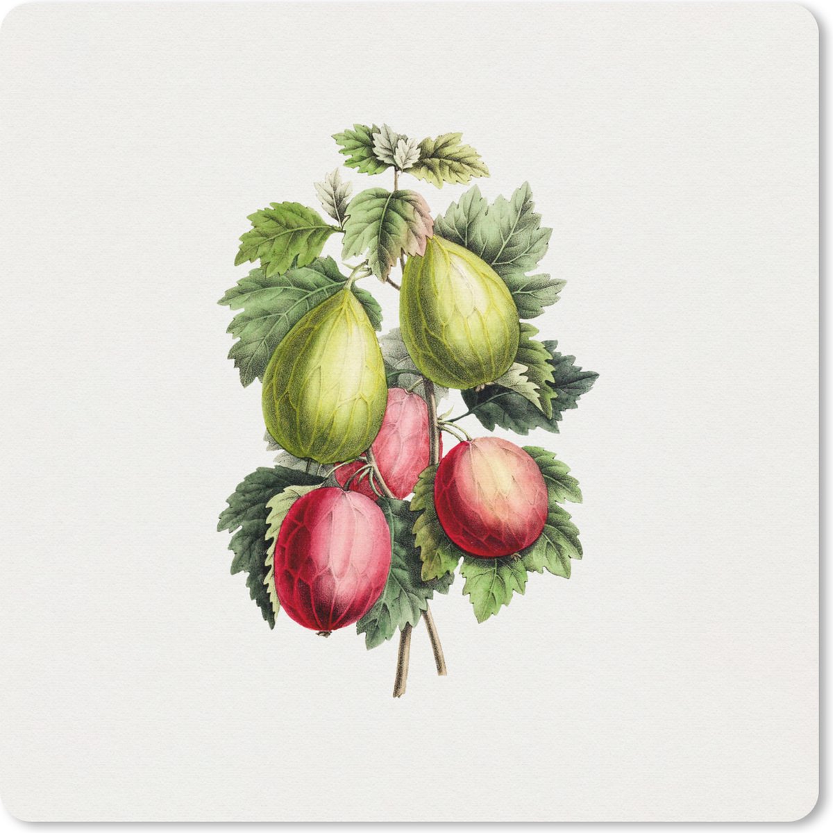 Muismat 30x30 cm - Mousepad Fruit - Vintage - Vijgen - Muismatten