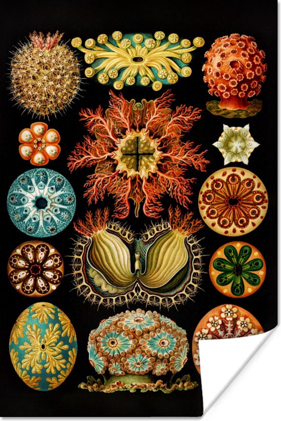 Poster Vintage - Ernst Haeckel - Zeedier - Natuur - Zee - Kunst - 60x90 cm