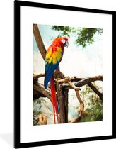 Cadre photo avec affiche - Perroquet - Vogel - Arc-en-ciel - Tropical - 60x80 cm - Cadre pour affiche