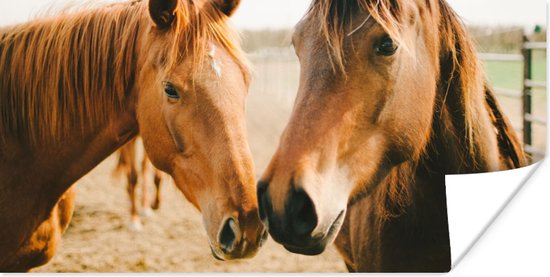 Affiche Cheval - Plage - Animaux - 120x60 cm