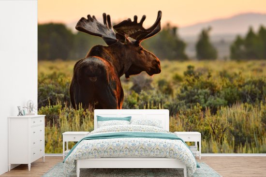 Papier peint Papier peint photo en vinyle - Elk in Wyoming largeur 450 cm x hauteur 300 cm - Tirage photo sur papier peint (disponible en 7 tailles)