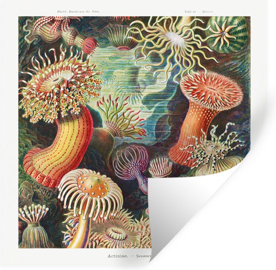 Stickers Stickers muraux - Ernst Haeckel - Anémone - Rétro - Actinae - 50x50 cm - Feuille adhésive