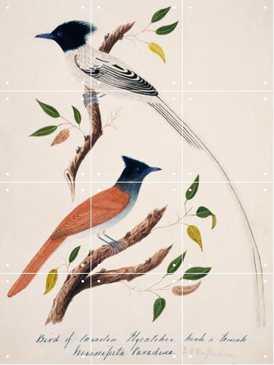 IXXI Indian Paradise Flycatcher - Wanddecoratie - Dieren en insecten - 60 x 80 cm