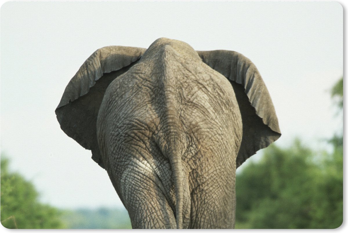 Muismat XXL 120x80 cm - Bureau onderlegger - Bureau mat Olifant - Pad - Dieren - Natuur - Bureaumat - Gaming mousepad xl - Bureaulegger groot - Computer deskmat