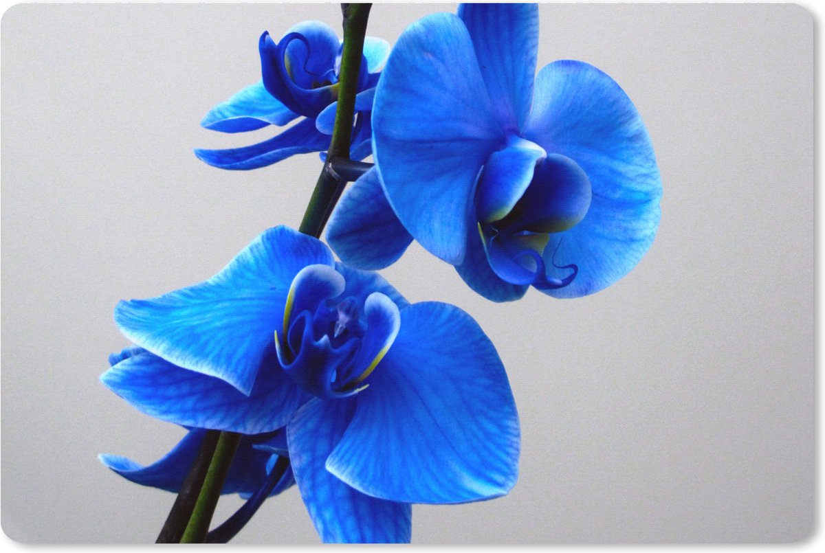 Muismat XXL 120x80 cm - Bureau onderlegger - Bureau mat Blauwe Orchidee - Bureaumat - Gaming mousepad xl - Bureaulegger groot - Computer deskmat