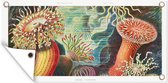 Tuinposter - Schuttingdecoratie - Retro - Kunst - Koraal - Ernst Haeckel - Tuindecoratie - Tuin - 60x30 cm - Tuindoek - Buitenposter