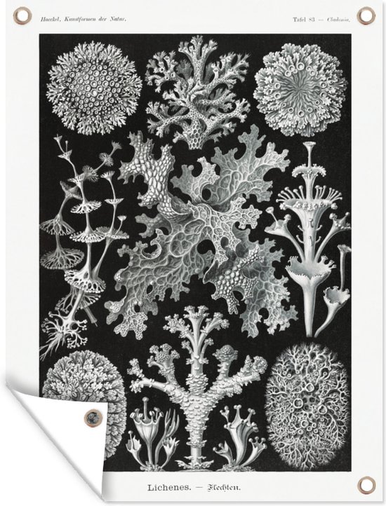 Tuinposter - Mos - Ernst Haeckel - Botanisch - Tuin - Kunst- Zwart-Wit - Schuttingdoek - 120x160 cm - Tuinschilderij - Tuindoek - Buitenposter