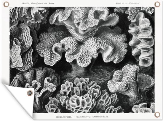 Tuinposter - Koraal - Kunst - Vintage - Tuin - Ernst Haeckel - 40x30 cm - Tuindoek - Tuindecoratie