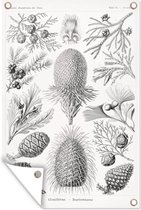 Tuinposter - Kunst - Schuttingposter - Ernst Haeckel - Tuin - 80x120 cm - Tuindecoratie - Muurdecoratie - Tuindoek - Buitenposter