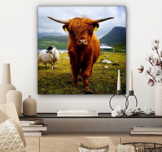 Tableau sur toile Scottish Highlander - Léger - Mouton - 50x50 cm - Décoration murale