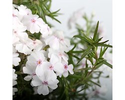 25 x Kruipphlox of Vlambloem Wit - Bodembedekker Wintergroen - Phlox subulata 'White Delight' in 9x9cm pot met hoogte 5-10cm