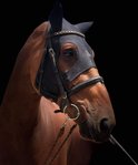 Bruin paard met een zwart Fenwick Liquid Titanium masker, voorzien van een gouden bies.