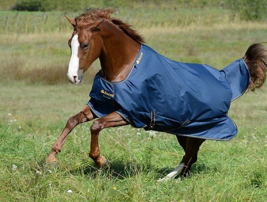 Bruin paard met witte bles in donkerblauwe Bucas deken met gouden bies.