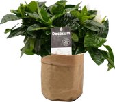 Gardenia Jasminoïdes in Sizo bag (natural) ↨ 35cm - planten - binnenplanten - buitenplanten - tuinplanten - potplanten - hangplanten - plantenbak - bomen - plantenspuit