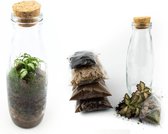 DIY Gesloten terrarium kit 21cm  Met pot/planten en instructies