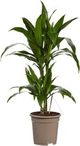 Dracaena Janet Graig - 70cm