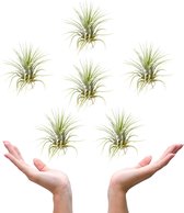 Plantasy | Tillandsia luchtplant Ionantha groen | 6 stuks | ø 6 cm | Must-have air plant | Weinig verzorging | Vers uit eigen familie kwekerij