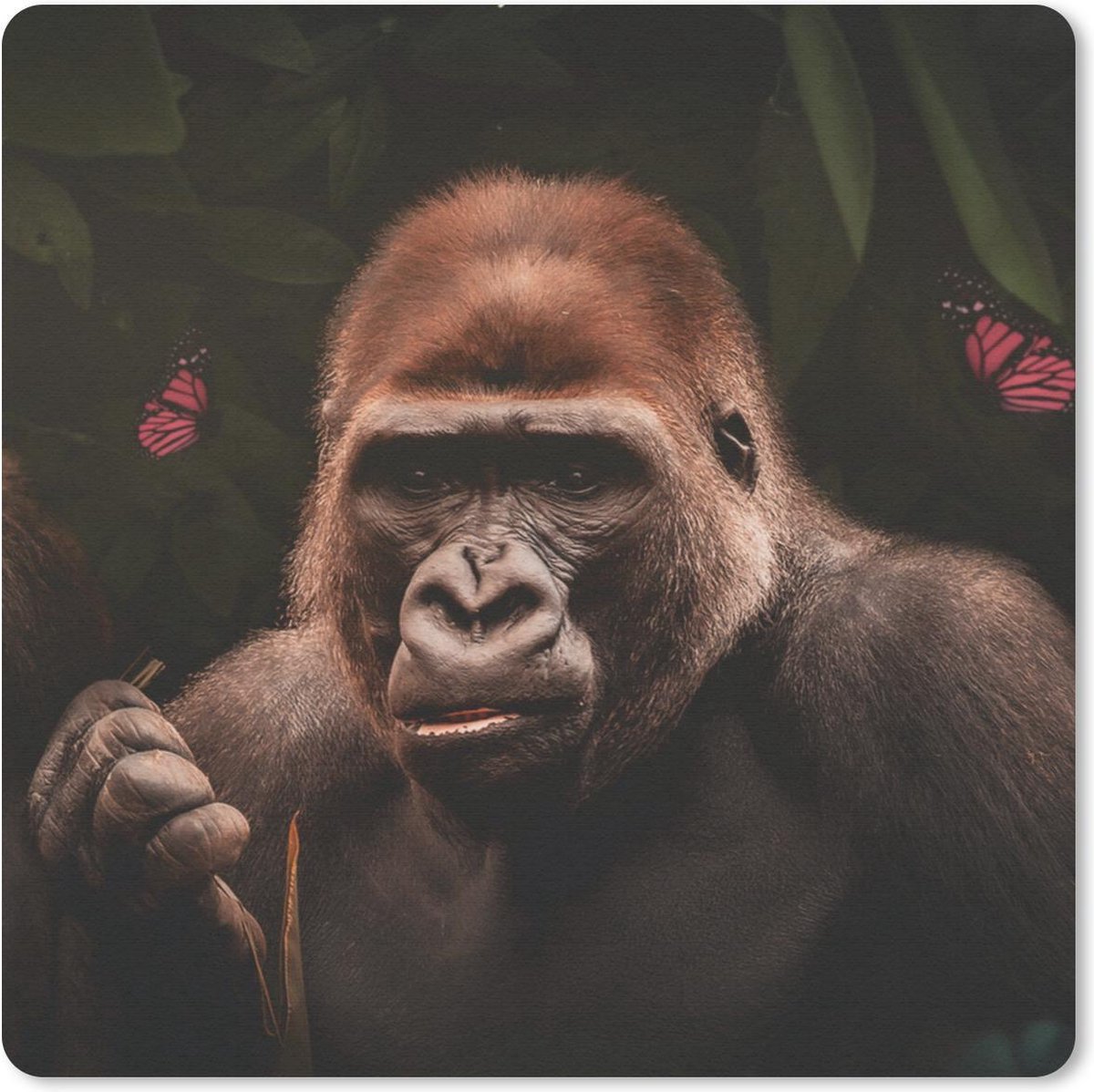 Muismat 30x30 cm - Mousepad Dieren - Vlinder - Aap - Muismatten