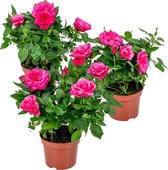 Potroos Roze - Rosa - Set van 3 - Kamerplant - Onderhoudsvriendelijke plant voor binnen - ⌀12 cm - 20-30cm