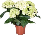 Hydrangea macrophylla 'Schneeball' – Hortensia – Heester - Winterhard - ⌀14 cm - 30-40 cm