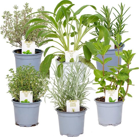 6x Biologische Tuinkruiden mix