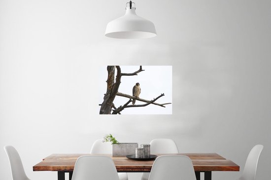 Poster Un faucon pèlerin sur la branche d'un arbre mort 60x40 cm - Tirage photo sur Poster (décoration murale salon / chambre)