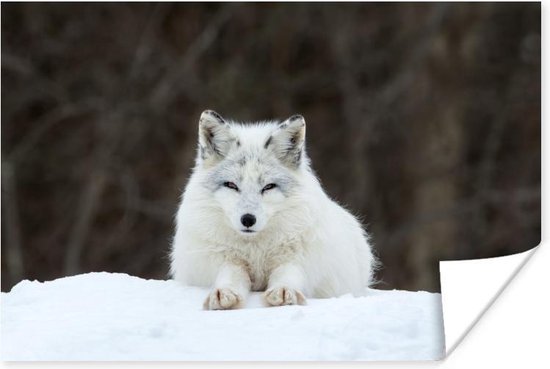 Loup allongé gris - 30 cm