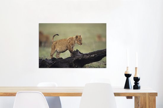 Jeune lion au Kenya Aluminium 90x60 cm - Tirage photo sur aluminium (décoration murale en métal)