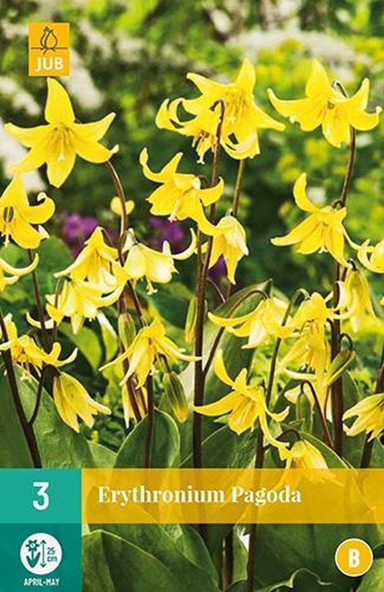X 3 Erythronium Pagoda