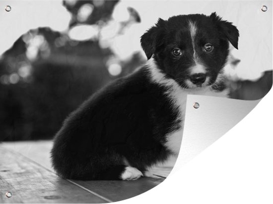 Border collie pup zittend op een tafel - zwart wit